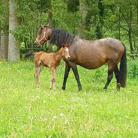 Du Lerre Baie Du Mont St Michel Meuble De Tourisme 3 Etoiles * Bacilly