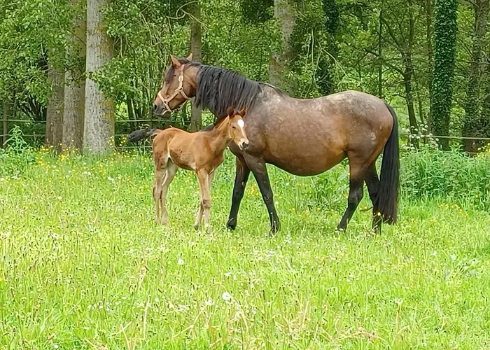 Du Lerre Baie Du Mont St Michel Meuble De Tourisme 3 Etoiles * Bacilly