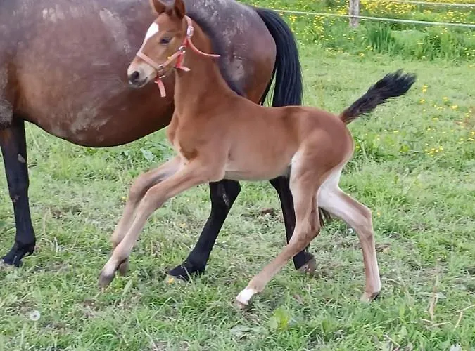 Du Lerre Baie Du Mont St Michel Meuble De Tourisme 3 Etoiles * Bacilly